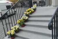 Chryzantemy na schodach do Ratusza (photo)