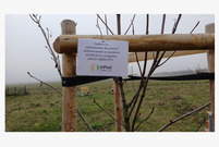 25 kasztanowców dla Leszna. Kolejne nasadzenia w mieście