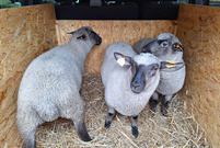 Nowi mieszkańcy w w Mini Zoo w Lesznie