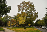 W Lesznie w parku Jonstona powstanie pomnik Ofiar Rzezi Wołyńskiej