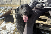 Nestia ze schroniska