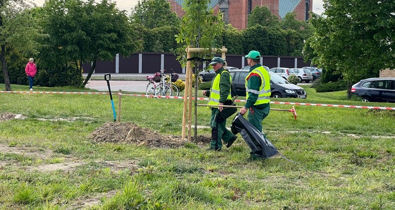 25 kasztanowców dla Leszna. Kolejne nasadzenia w mieście