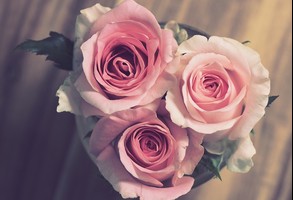 Trzy różowe róże