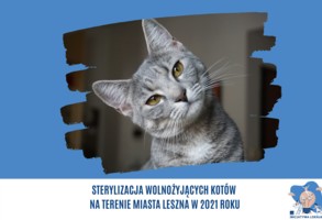 Sterylizacja wolnożyjących kotów na terenie miasta Leszna w 2021 roku