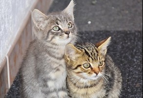 Sterylizacja i leczenie miejskich kotów wolnożyjących