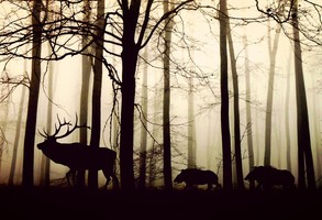 Cień jelenia i dzików na tle lasu