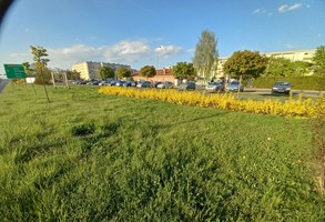 zielony trawnik przy ulicy Konstytucji 3 Maja w Lesznie