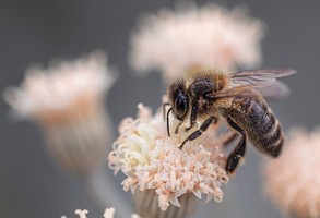 pszczoła siedząca na kwiatku
