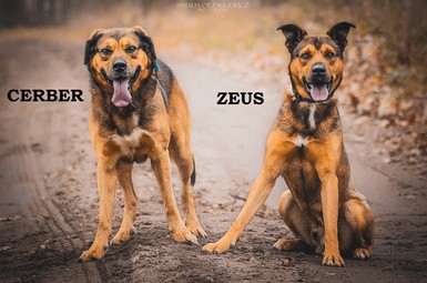 Cerber i Zeus szukają nowego domu (zdjęcia)