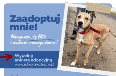 Blik szuka domu!