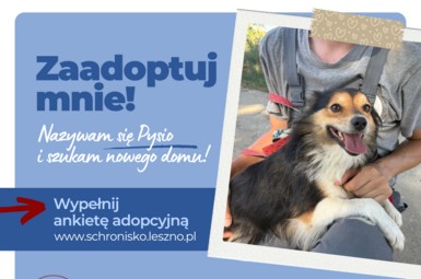 Pysio szuka kochającego domu