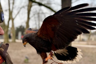 Ponowne płoszenie gawronów