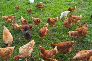 Leszno obszarem zagrożonym wystąpieniem rzekomego pomoru drobiu