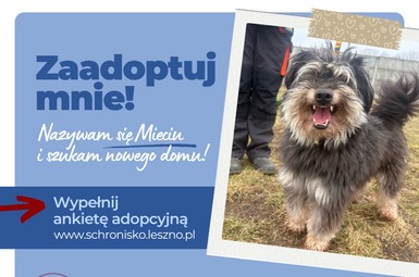 Sympatyczny Mieciu szuka domu 