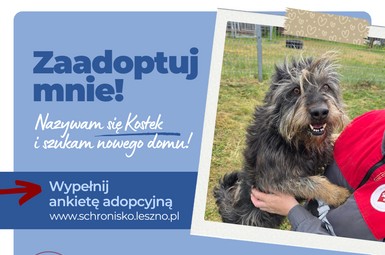 Uroczy Kostek szuka domu